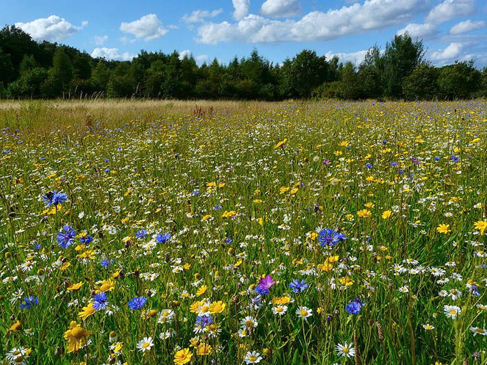 grever and ward green burial